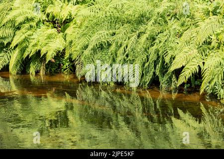 les plantes de fern poussent sur la rive d'un ruisseau vert vif avec des réflexions Banque D'Images