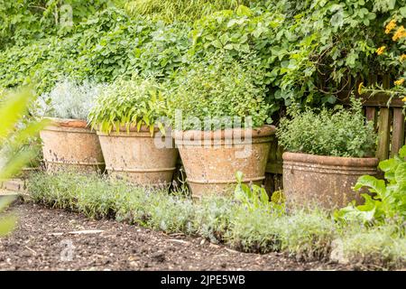 Romarin, menthe, lavande et autres herbes dans des pots de terre cuite dans un jardin anglais de campagne pendant l'été Banque D'Images