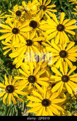 Missouri Coneflower, Rudbeckia missouriensis, fleurs Banque D'Images