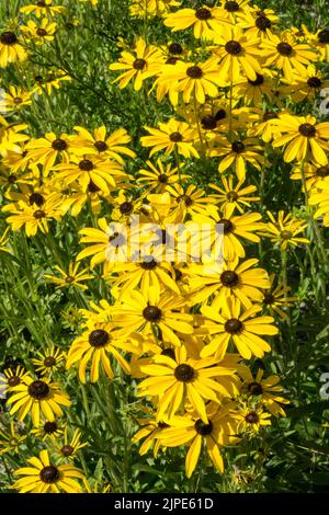 Rudbeckia missouriensis, Missouri Coneflower, Rudbeckias, été, août, Herbacé, plantes, jaune, Rudbeckia, Coneflowers Banque D'Images