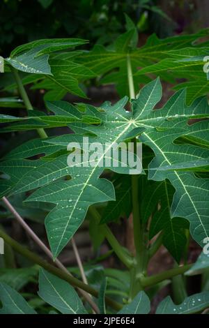 gros plan des feuilles de papaye ou de papaw avec des gouttelettes d'eau, la carica papaye également connue sous le nom de pawpaw, prises dans un arrière-plan doux-foyer dans le jardin Banque D'Images