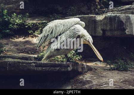 pelican avec la position sur le point de voler Banque D'Images