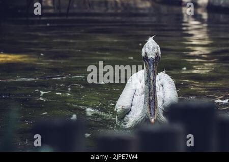 Dans une petite piscine Pelican Lake Banque D'Images