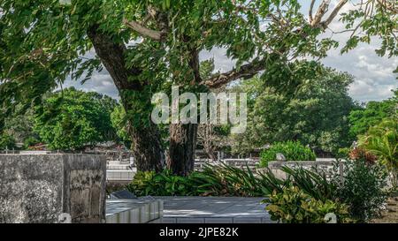 Photos magnifiques et spectaculaires du cimetière du Libéria à Guanacaste, Costa Rica. Banque D'Images