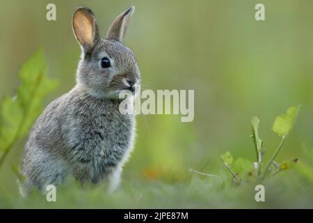 Lapin beau dans la prairie. Banque D'Images