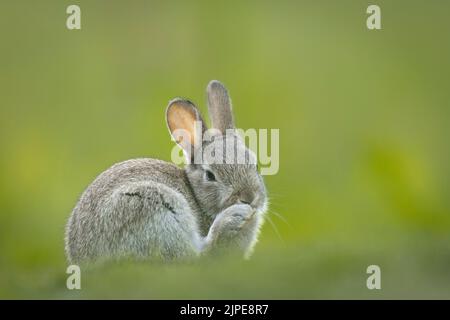 Lapin beau dans la prairie. Banque D'Images