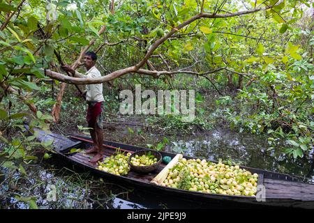 Barisal, Barisal, Bangladesh. 17th août 2022. Un marché flottant de la goyave dans le sud du district de Barisal, connu sous le nom de ''la Venise du Bengale'', est maintenant en effervescence avec les acheteurs et les vendeurs à Swarupkathi, Barisal, Bangladesh, alors que la récolte de la goyave est à son apogée. Il y a des centaines de bateaux remplis de goyave et tous les métiers se produisent sur des bateaux. Comme Barisal est le plus grand producteur de variétés indigènes de goyave du pays, avec un volume de production annuel dépassant 15 000 tonnes métriques, les agriculteurs dépendent fortement de l'agriculture de goyave. Les guavas sont cultivés dans des vergers qui s'assoient le long de la rivière et qui sont des trayons Banque D'Images