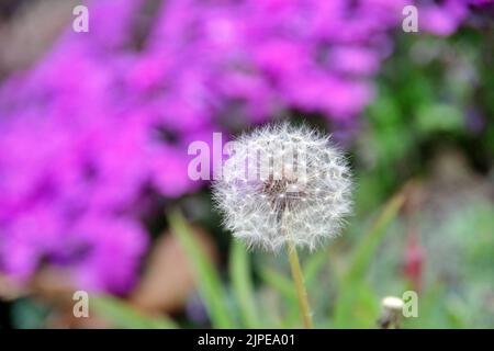saison de floraison pissenlit fleur de cerisier azalea Banque D'Images