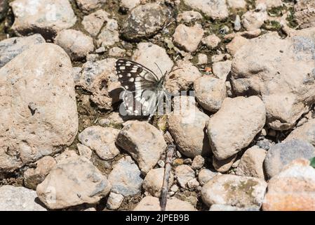 Boue puddling balkanique blanc (Melanargia larissa) Banque D'Images