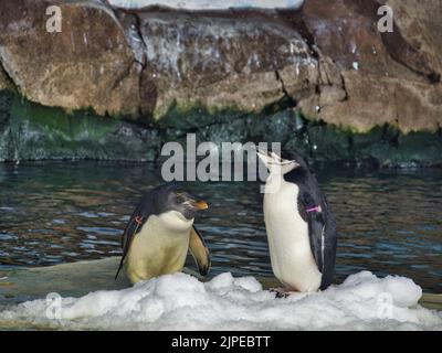 A proximité des pingouins de Macaroni (à gauche) et de Chinstrap (à droite) sur Helzberg Penguin Plaza Banque D'Images