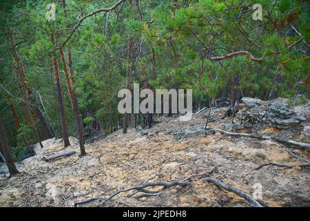 Forêt de conifères et de feuillus dans le parc national. Banque D'Images