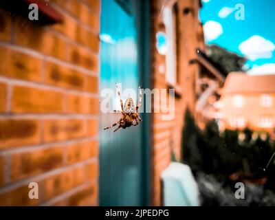 UK Garden Spider suspendu sur la toile d'araignée dans un quartier résidentiel. Banque D'Images