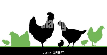 Poulets en pâturage. Silhouette de l'image. Animaux de la ferme. Volaille domestique pour obtenir des oeufs. Isolé sur fond blanc. Vecteur. Illustration de Vecteur