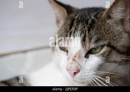 Gratter le nez du chat après avoir combattu avec un autre animal dans la rue Banque D'Images