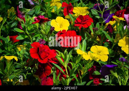 Gros plan de fleurs mirabilis Jalapa qui poussent dans le jardin Banque D'Images