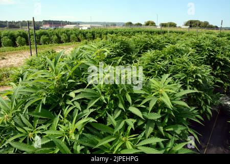 La marijuana récréative légale ou les plants de cannabis cultivés à l'extérieur sur une ferme durable près de la ville de Creemore, Ontario, Canada. Banque D'Images