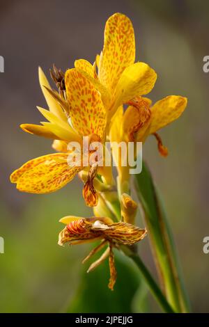 Gros plan d'un magnifique lys de canna jaune, grenaille indienne (Canna indica) au début de l'été Banque D'Images