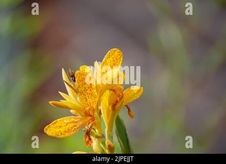 Gros plan d'un magnifique lys de canna jaune, grenaille indienne (Canna indica) au début de l'été Banque D'Images