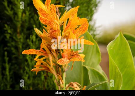 Gros plan d'un magnifique lys de canna jaune, grenaille indienne (Canna indica) au début de l'été Banque D'Images