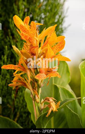 Gros plan d'un magnifique lys de canna jaune, grenaille indienne (Canna indica) au début de l'été Banque D'Images