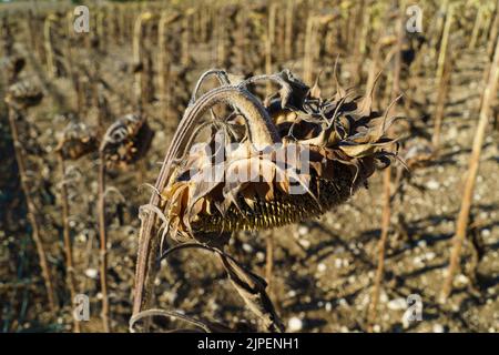 FRANCE: Météo - tournesols morts dans un champ, en dehors de Condom, France en août 2022. Alerte mondiale et changement climatique. © crédit : David Levenson/Alay Banque D'Images