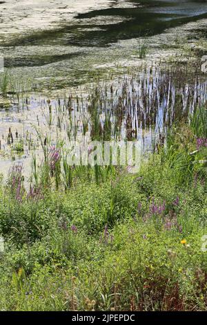 Dégradations écologiques. Les étangs de Corot. Ville d'Avray. Haut-de-Seine. Ile-de-France. France. Europe. Banque D'Images