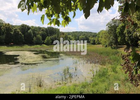 Dégradations écologiques. Les étangs de Corot. Ville d'Avray. Haut-de-Seine. Ile-de-France. France. Europe. Banque D'Images