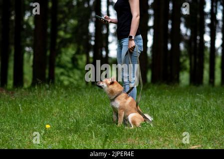 Shiba inu, sur une laisse, dans le parc pour une promenade. Photo de haute qualité Banque D'Images