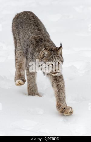 Lynx canadien (Lynx canadensis) avance la Paw surtendue hiver - animal captif Banque D'Images