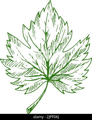 Croquis d'écoplante isolé Acer ou feuille d'érable. Élément végétal biologique vert vectoriel Illustration de Vecteur