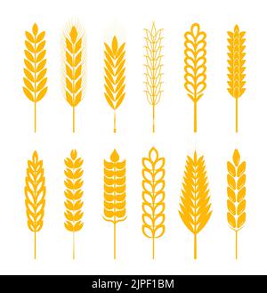 Épis de blé, épis de seigle, vecteur de l'ensemble de spikelet. Icônes de plantes de céréales dans le style plat pour le café, paquet de produits. Illustration de Vecteur