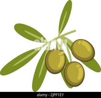 Fruits à olives mûrs, ingrédients d'huile d'olive isolés. Branche vectorielle avec feuilles vertes et baies Illustration de Vecteur