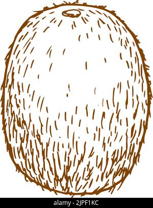Dessin de kiwi aux fruits tropicaux. Kiwi exotique entier, biologique, isolé par vecteur Illustration de Vecteur