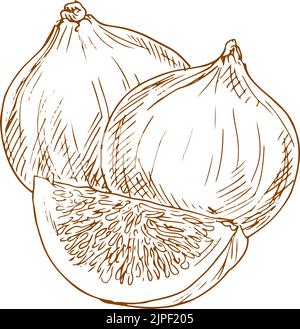 Fig. Ensemble et couper l'esquisse isolée. Vecteur monochrome exotique fruit commun de figue Illustration de Vecteur