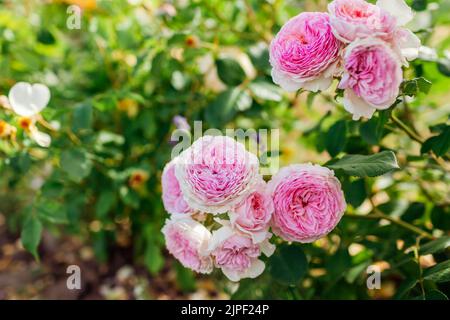 Gros plan de fleurs roses roses en fleurs dans le jardin d'été. Anglais James Galway rose avec des truffes en fleur. Nouveaux groupes Banque D'Images