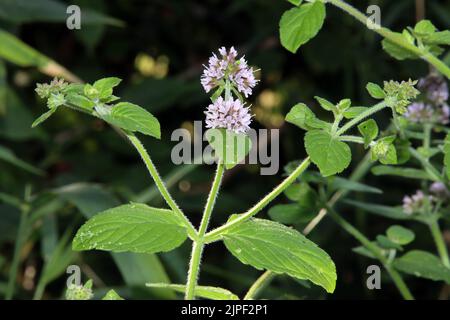 Wasser-Minze, Wasserminze (Mentha aquatica), blühende Pflanze Banque D'Images