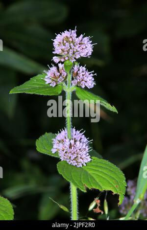 Wasser-Minze, Wasserminze (Mentha aquatica), blühende Pflanze Banque D'Images