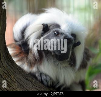 TAMARIN EN COTON AU PARC ZOOLOGIQUE DE MARWELL, PRÈS DE WINCHESTER, HANTS. PIC MIKE WALKER, 2011 Banque D'Images