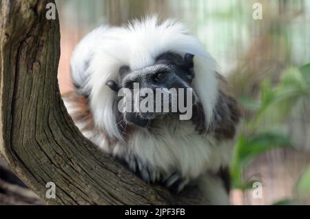 TAMARIN EN COTON AU PARC ZOOLOGIQUE DE MARWELL, PRÈS DE WINCHESTER, HANTS. PIC MIKE WALKER, 2011 Banque D'Images