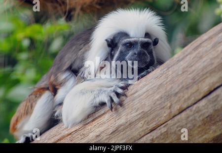 TAMARIN EN COTON AU PARC ZOOLOGIQUE DE MARWELL, PRÈS DE WINCHESTER, HANTS. PIC MIKE WALKER, 2011 Banque D'Images