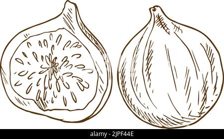 Fig fruits exotiques nourriture tropicale isolée. Vector Exotic dessert entier et coupé, en-cas sucré Illustration de Vecteur