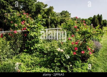 De jolies roses roses poussent le long d'une féceline au Lyndale Park Rose Garden, un jour de printemps à Minneapolis, Minnesota, États-Unis. Banque D'Images