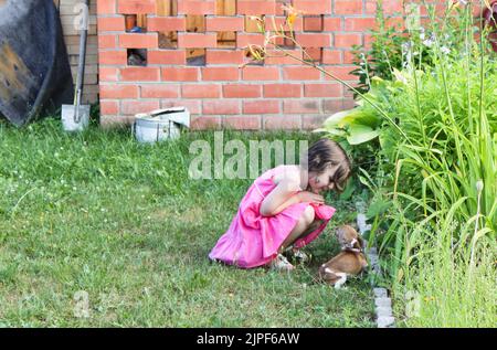 Une jolie petite fille a trouvé un petit chien chihuahua dans l'herbe et le regardant. L'amour, le soin pour le concept d'animal de compagnie. Copier l'espace. Banque D'Images