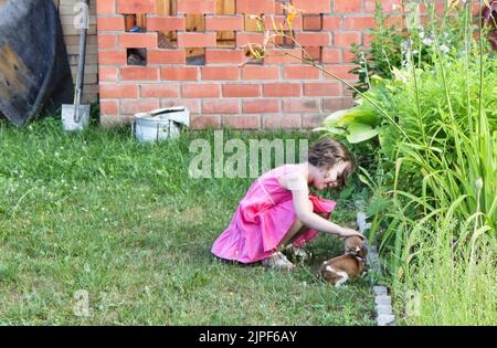 Une jolie fille tout-petit qui a un petit chien chihuahua à l'extérieur. L'amour, le soin pour le concept d'animal de compagnie. Copier l'espace. Banque D'Images