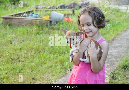 Une jolie petite fille tient un petit chien chihuahua dans ses bras. Été, plein air. L'amour, le soin pour l'animal. Banque D'Images