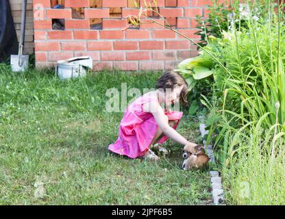 Une jolie fille tout-petit qui a un petit chien chihuahua à l'extérieur. L'amour, le soin pour le concept d'animal de compagnie. Copier l'espace. Banque D'Images