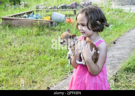 Une jolie petite fille tient un petit chien chihuahua dans ses bras. Été, plein air. L'amour, le soin pour l'animal. Banque D'Images