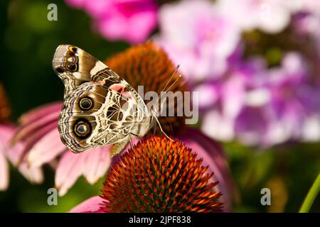 Lady peinte d'Amérique (Vanessa virginiensis) se nourrissant de conefères pourpres (Echinacea purpurea Asteraceae) Banque D'Images