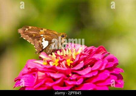 L'hespérie à pois d'argent (Epargyreus clarus) se nourrissant d'une fleur de zinnia (Zinnia sp.) Banque D'Images