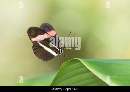 Red Postman (Heliconeus erato) papillon Banque D'Images